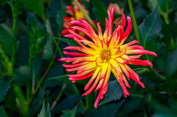 Bela dália no jardim — Fotografia de Stock