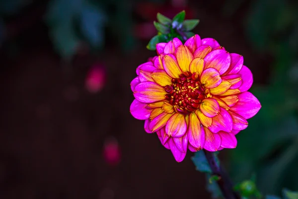 Belle dahlia dans le jardin — Photo