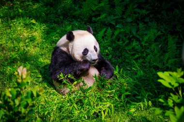 Dev Panda besleme