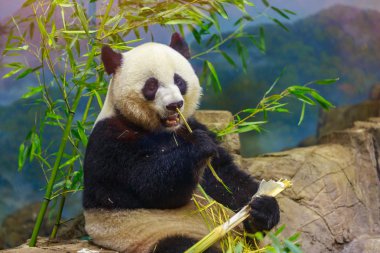 Dev Panda besleme