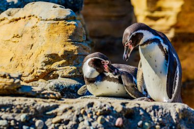 İki Humboldt penguenler