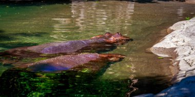 İki suaygırları wate