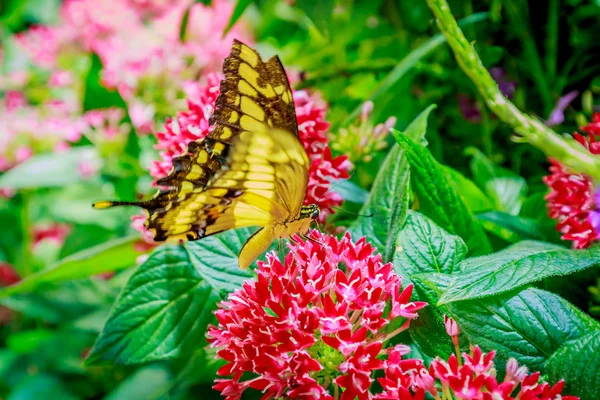 Бабочка в саду — стоковое фото