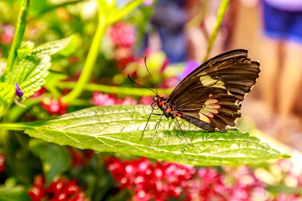 Borboleta no jardim — Fotografia de Stock