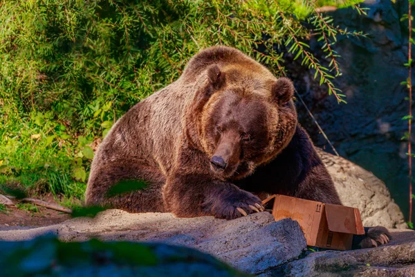 Brown Bear feed — Stock Photo, Image