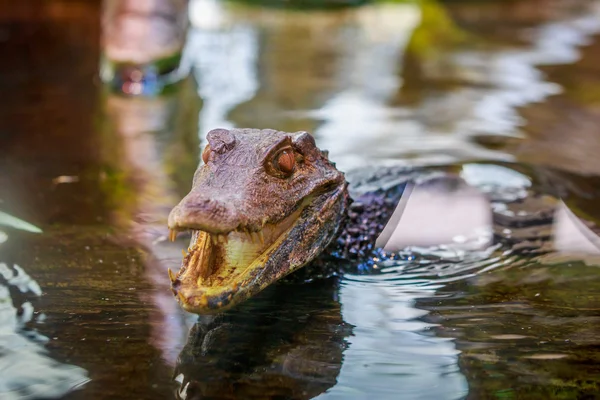 Cuvier dwarf caiman — Stock Photo, Image