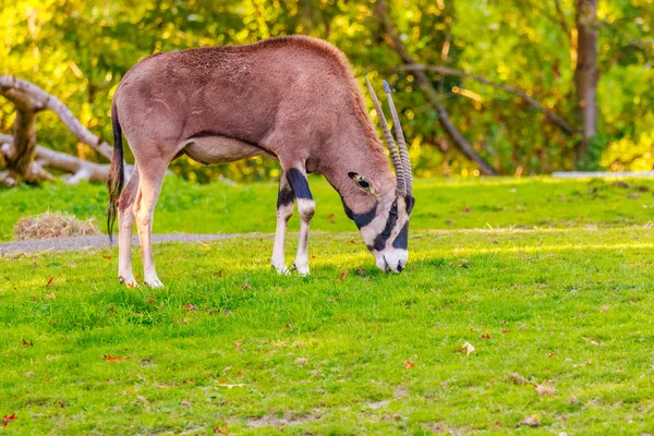 Fringe-eared Oryx — Stock Photo, Image
