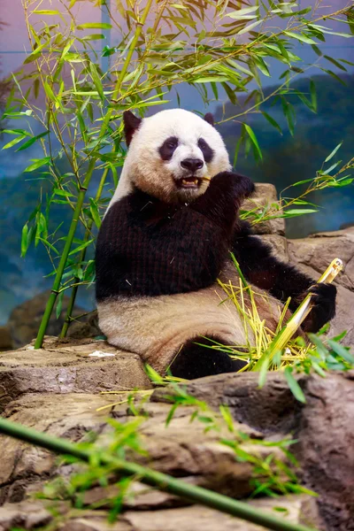 Panda gigante alimentação — Fotografia de Stock