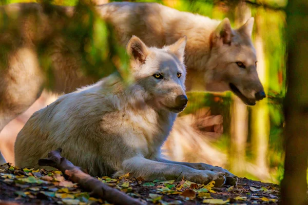 Dos lobos grises — Foto de Stock