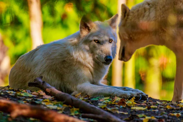 Zwei graue Wölfe — Stockfoto