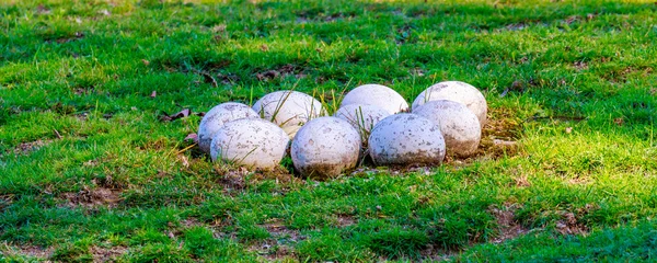 Ostrich Eggs in nest — Stock Photo, Image