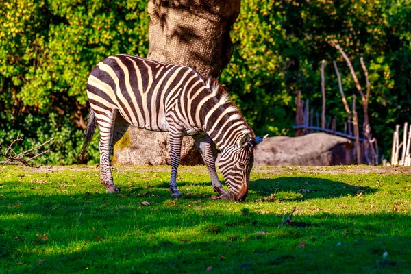 Plains Zebra grazing — Stock Photo, Image