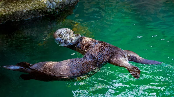 Zwei Seeotter — Stockfoto