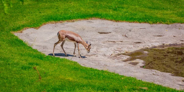 Gazelle assetata in cerca di acqua — Foto Stock