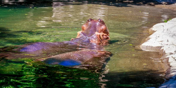 Twee nijlpaarden in wate — Stockfoto