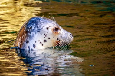 liman seal su