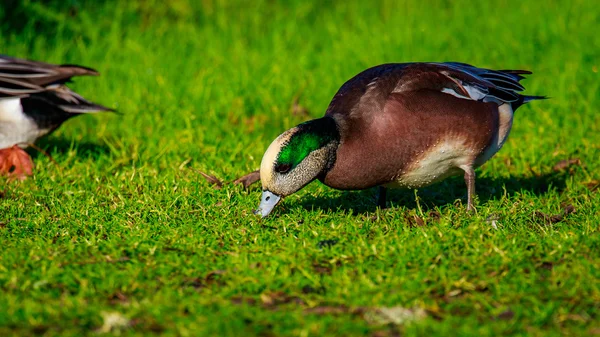 Wild American Wigeon — Stock Photo, Image