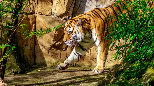 Амурский тигр в плену — стоковое фото