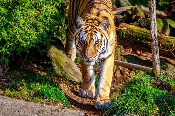 Amur tigre en cautivo — Foto de Stock