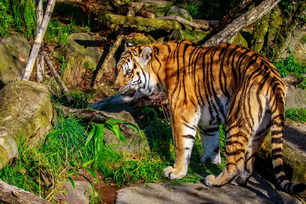 Tigre Amur em cativeiro — Fotografia de Stock