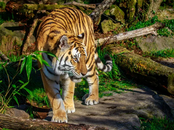 Amur tijger in gevangenschap — Stockfoto