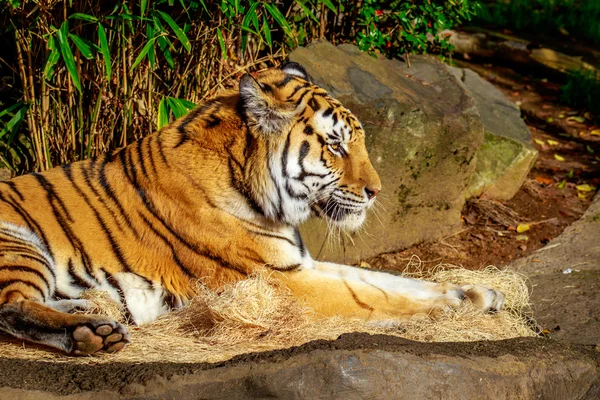 Амурский тигр в плену — стоковое фото