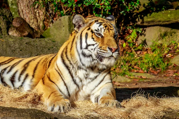 Amur tijger in gevangenschap — Stockfoto