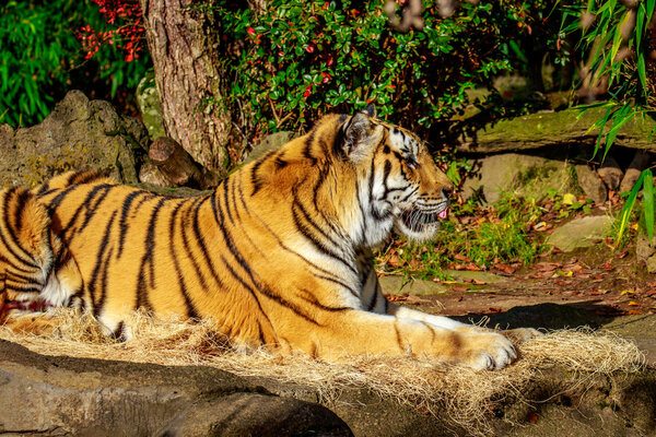 Amur Tiger in Captive