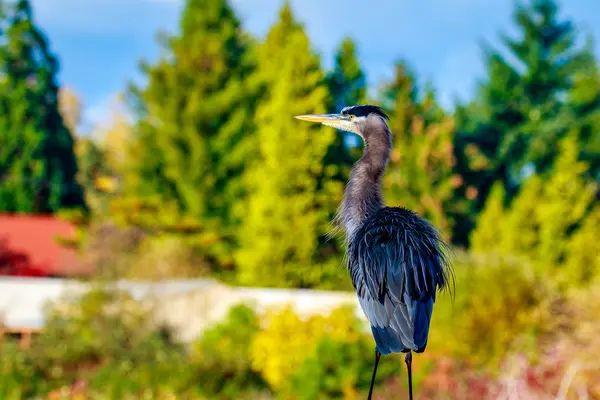 Grande garça azul — Fotografia de Stock