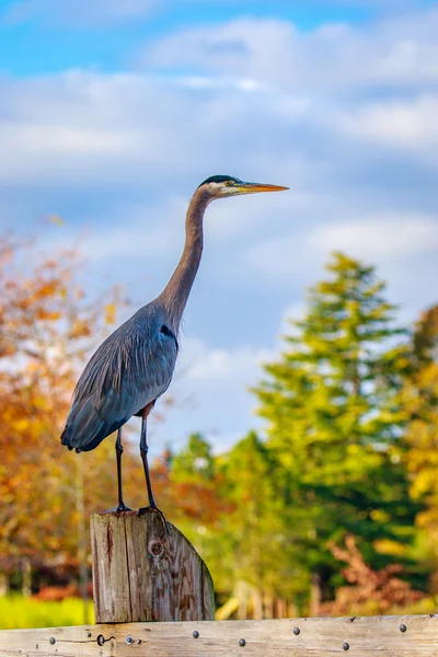 Gran Garza Azul —  Fotos de Stock