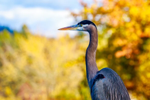 Gran Garza Azul —  Fotos de Stock