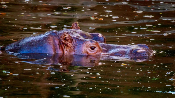 水でのカバ — ストック写真