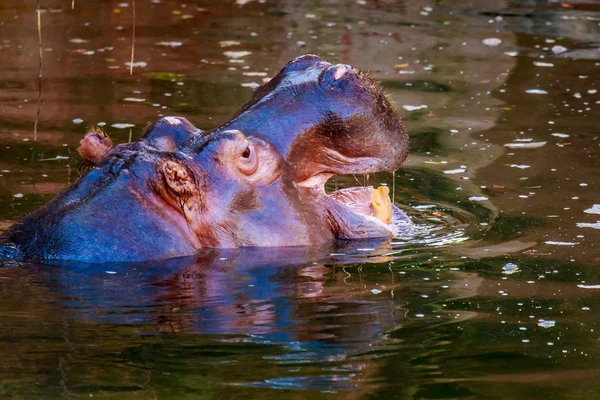 Hipopótamo bostezando en agua —  Fotos de Stock