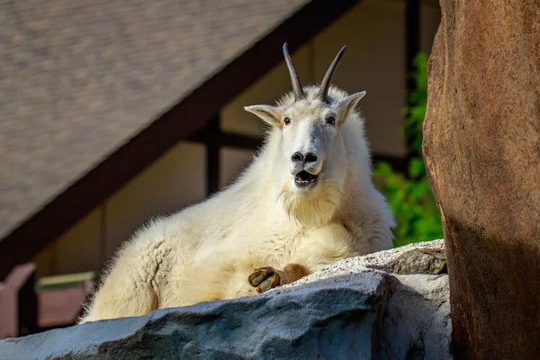 Capra bianca di montagna — Foto Stock