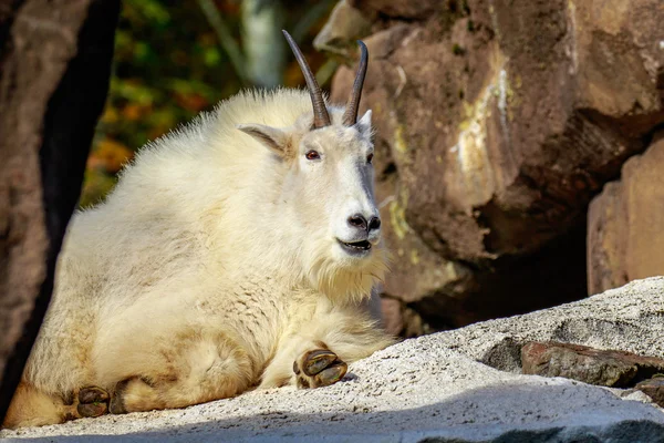 Capra bianca di montagna — Foto Stock