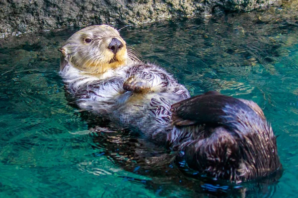 Loutre de mer dans l'eau — Photo