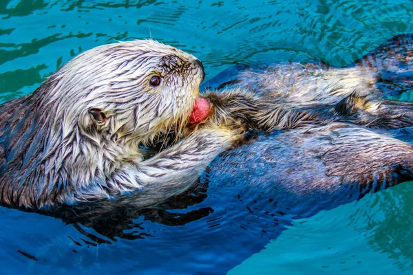 Alcantarilla en el agua —  Fotos de Stock