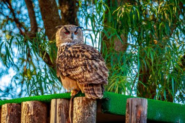 Eurasian Eagle-Owl clipart