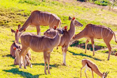Female Nyala Antelopes clipart