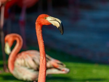 Flamingolar ihtişam