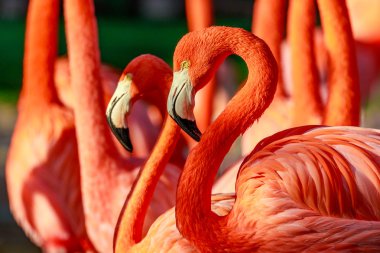 Flamingolar ihtişam