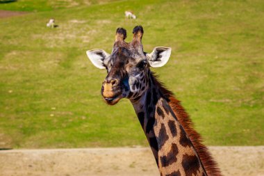 zürafa başını portre