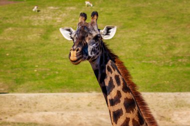 zürafa başını portre