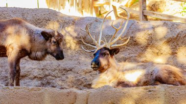 İki Reindeers etkileşim
