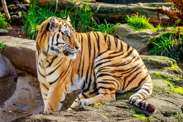 Amur tygr odpočívá — Stock fotografie