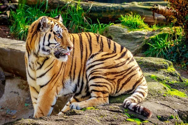 Amur tigre a riposo — Foto Stock