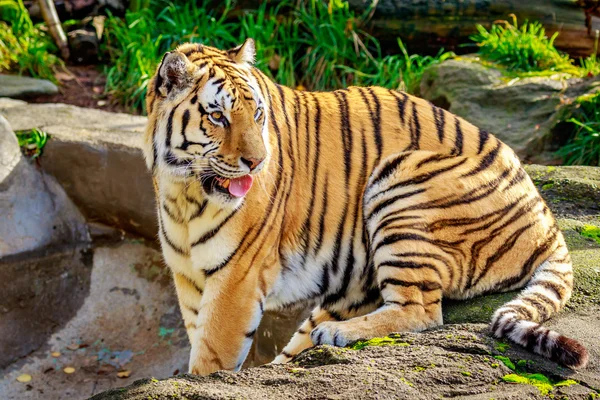 Amur tigre a riposo — Foto Stock