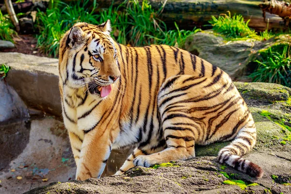 Amur tijger rusten — Stockfoto