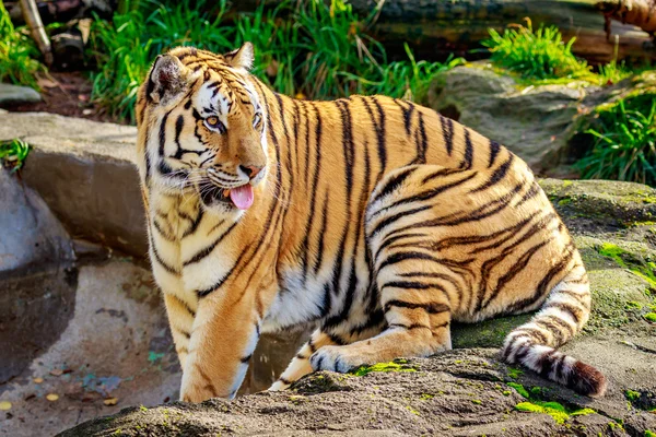 Amur tigre a riposo — Foto Stock