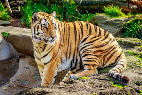 Amur Tygrys odpoczynku — Zdjęcie stockowe